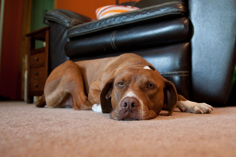 Pet Photographer Kansas City AE Photography 56.jpg