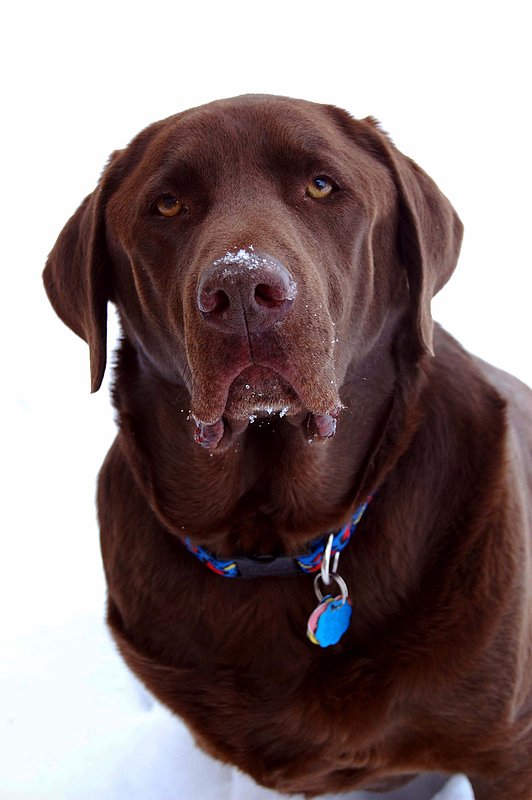 Pet Photographer Kansas City AE Photography3.jpg :: Pet Photograph AE Photography