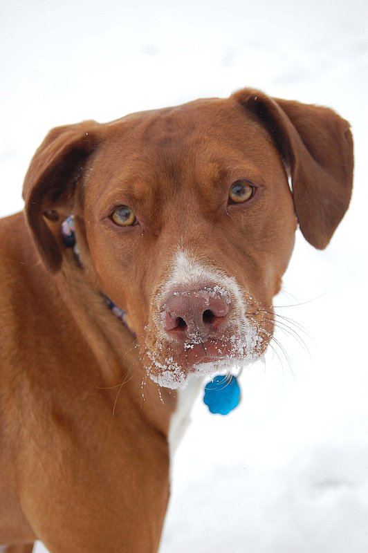 Pet Photographer Kansas City AE Photography5.jpg :: Pet Photograph AE Photography