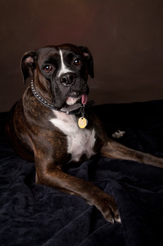 Pet Photographer Kansas City Pet Portraits 11.jpg