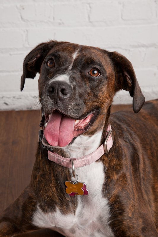 Pet Photographer Kansas City Pet Portraits 12.jpg