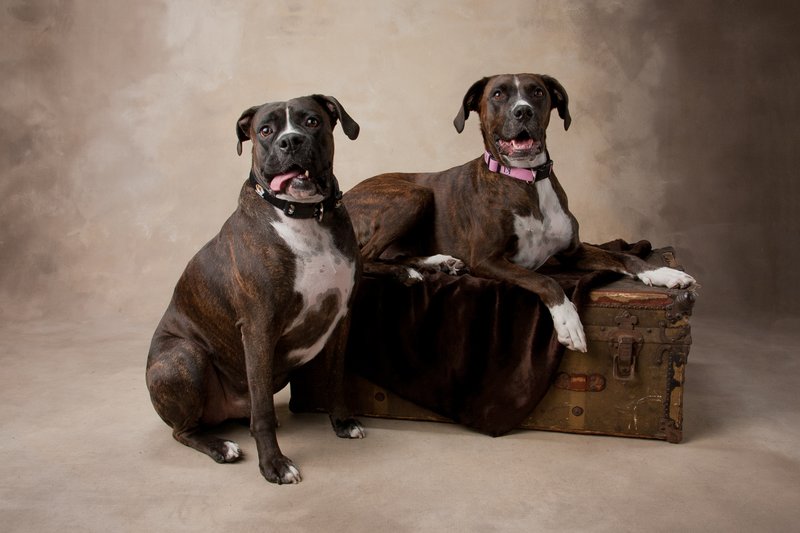 Pet Photographer Kansas City Pet Portraits 14.jpg