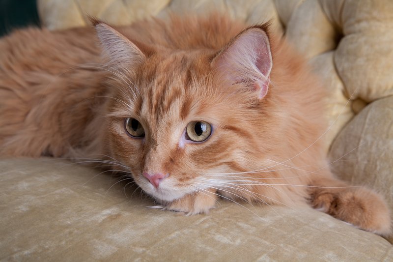 Pet Photographer Kansas City Pet Portraits 18.jpg