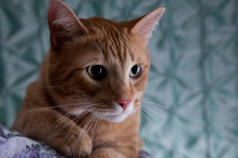 Pet Photographer Kansas City Pet Portraits 19.jpg