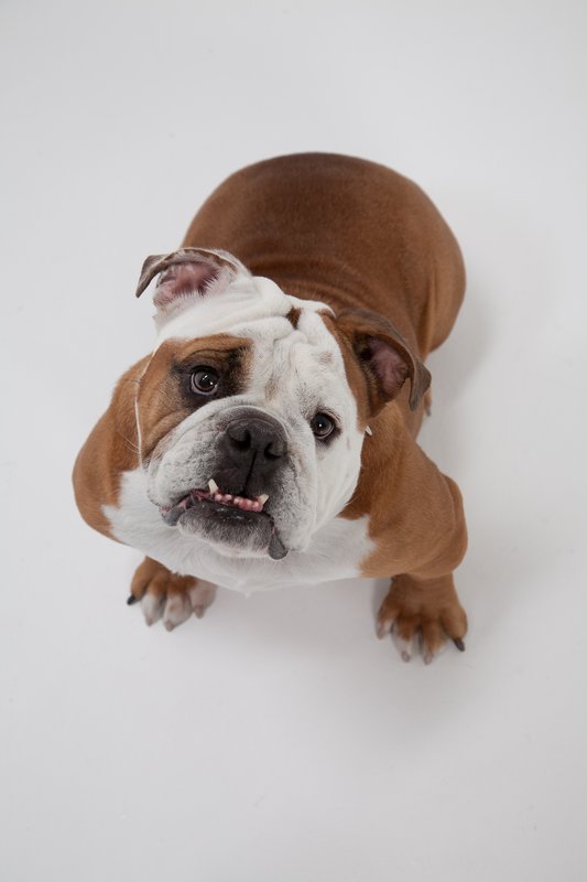 Pet Photographer Kansas City Pet Portraits 2.jpg