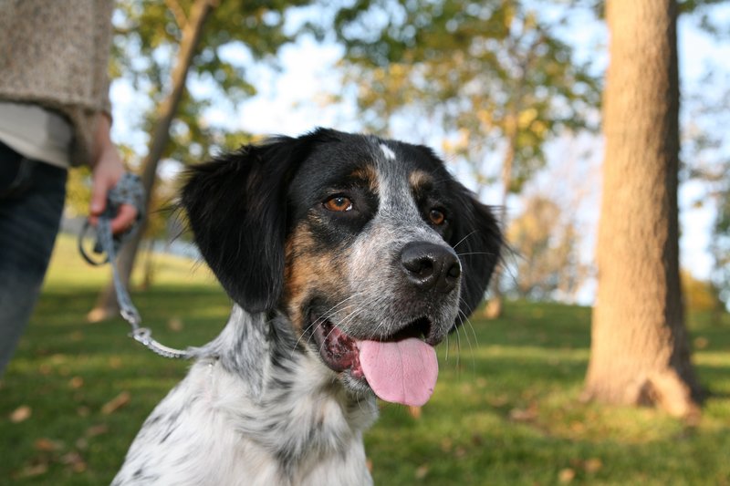 Pet Photographer Kansas City Pet Portraits 22.jpg