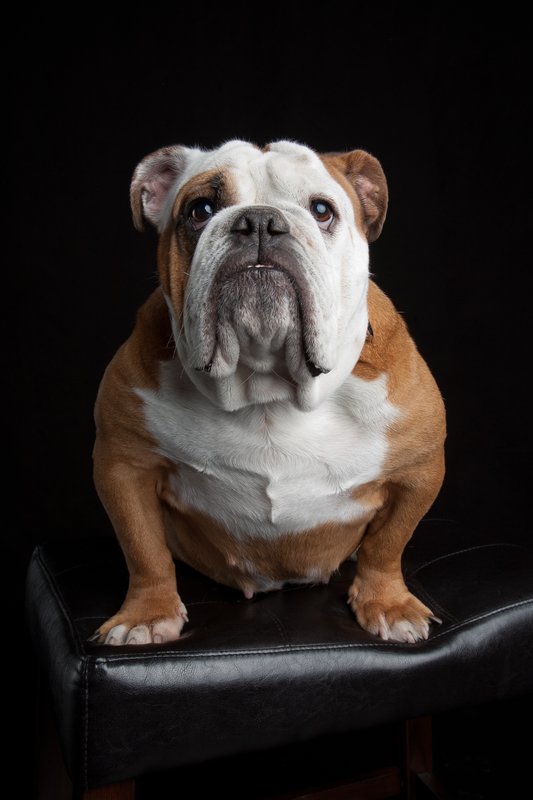 Pet Photographer Kansas City Pet Portraits 3.jpg