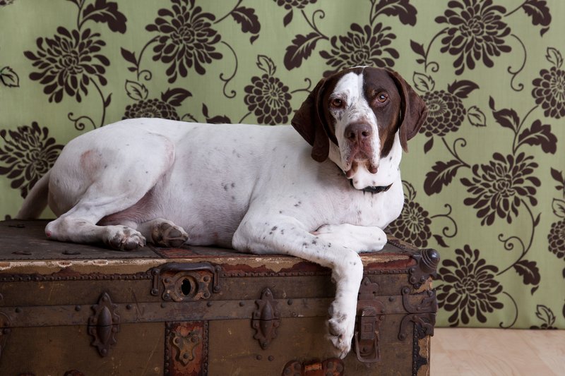 Pet Photographer Kansas City Pet Portraits 30.jpg