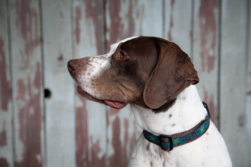 Pet Photographer Kansas City Pet Portraits 31.jpg