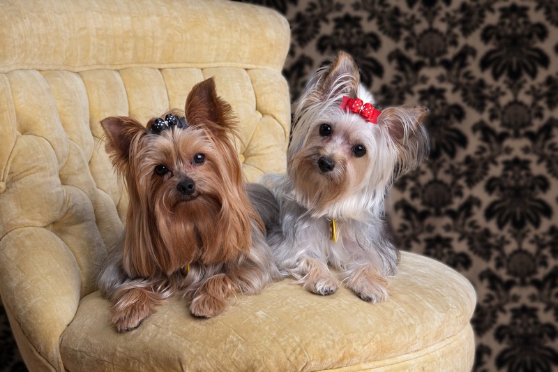 Pet Photographer Kansas City Pet Portraits 34.jpg