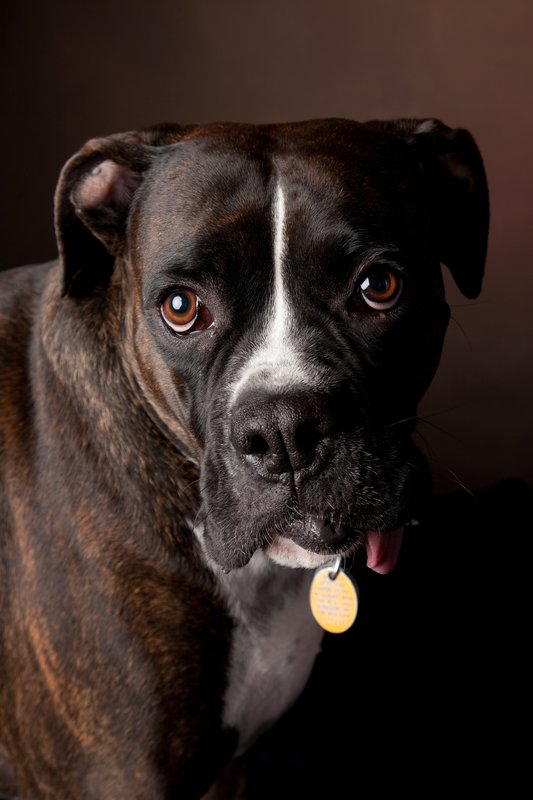 Pet Photographer Kansas City Pet Portraits 8.jpg