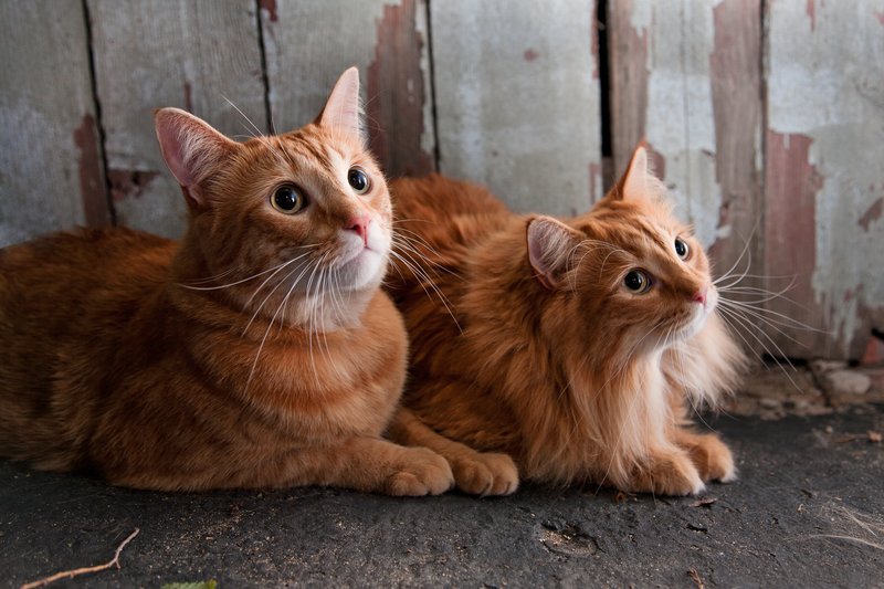 Pet Photographer Kansas City Pet Portraits17.jpg