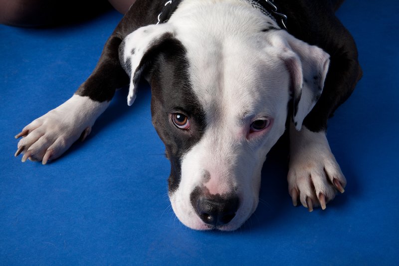 Pet Photographer_Kansas City_AE Photography_0081.jpg