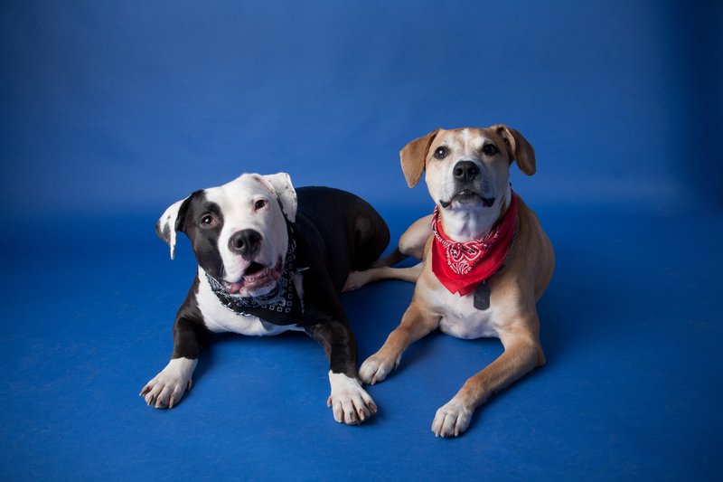 Pet Photographer_Kansas City_AE Photography_0141.jpg