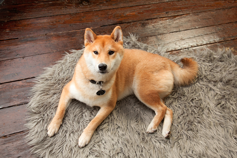 Pet Photographer AE Photography 45.jpg