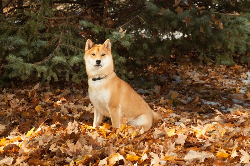 Pet Photographer AE Photography 46.jpg