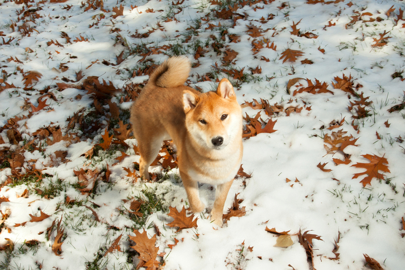 Pet Photographer AE Photography 47.jpg