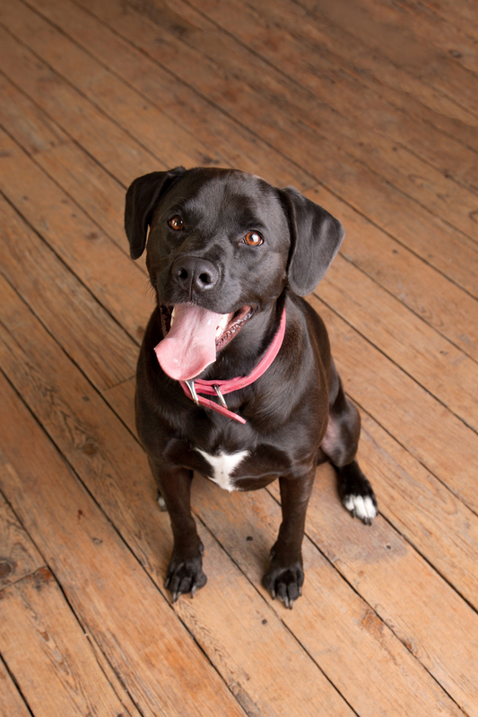 Pet Photographer AE Photography 49.jpg