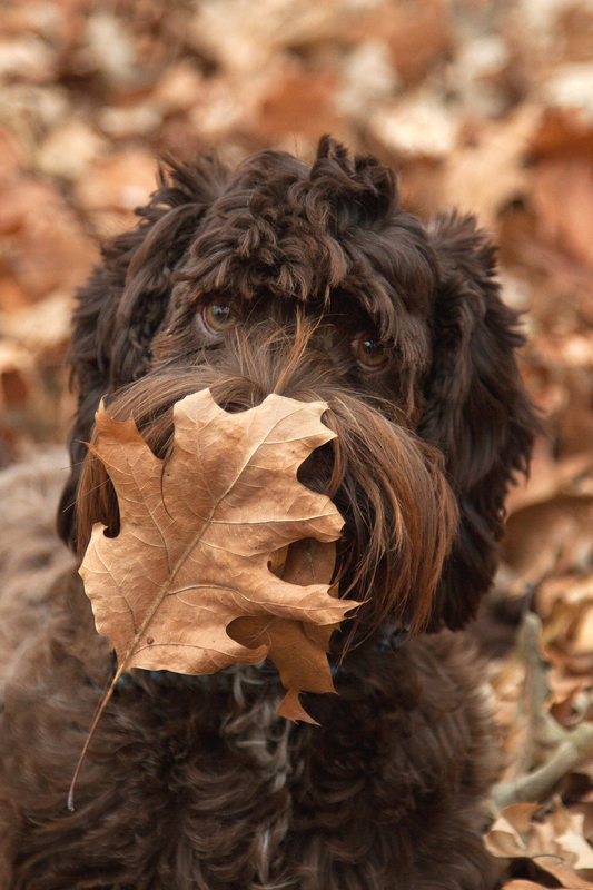 Pet Photographer AE Photography 51.jpg