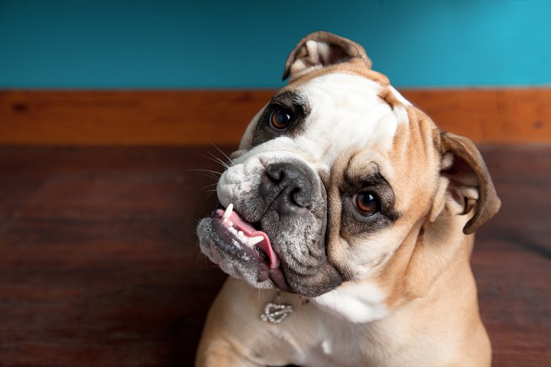 Pet Photographer AE Photography KC 2.jpg