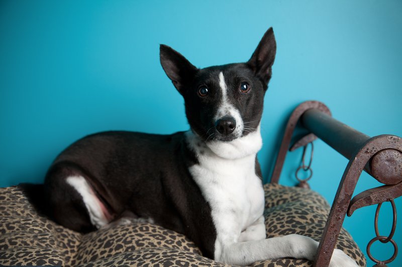 Pet Photographer AE Photography KC 3.jpg