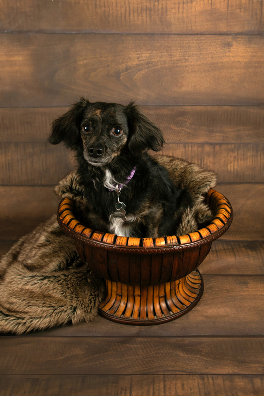 Pet Photographer AE Photography KC 4.jpg