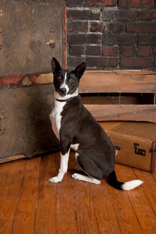 Pet Photographer AE Photography KC.jpg