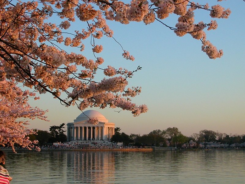 2005.04.10.DC Cherry Blossam008.ifp3.jpg