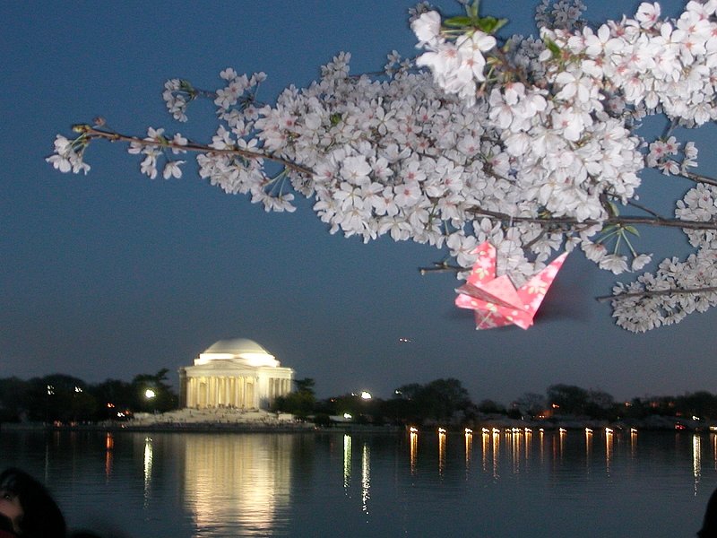 2005.04.10.DC Cherry Blossam015.ipf3.jpg