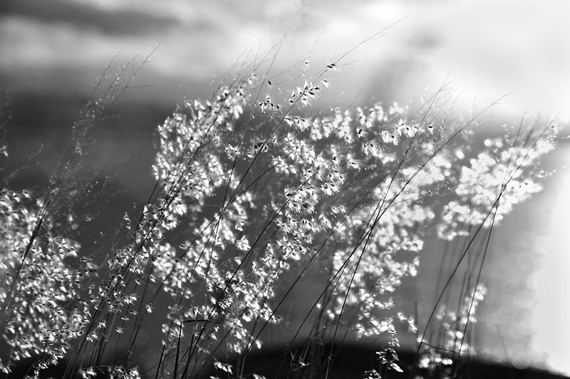 2008.11.26.Peurto Rico.196 BW.ifp3.jpg