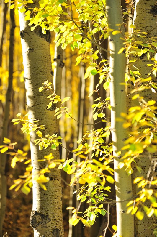 2011ColoradoFoliage075.jpg