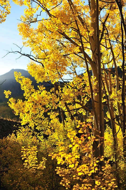 2011ColoradoFoliage084.jpg