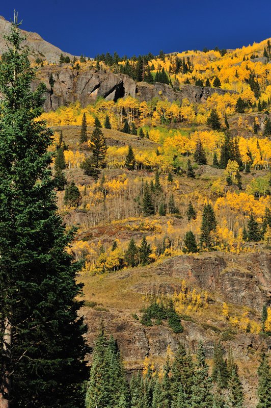 2011ColoradoFoliage498.jpg