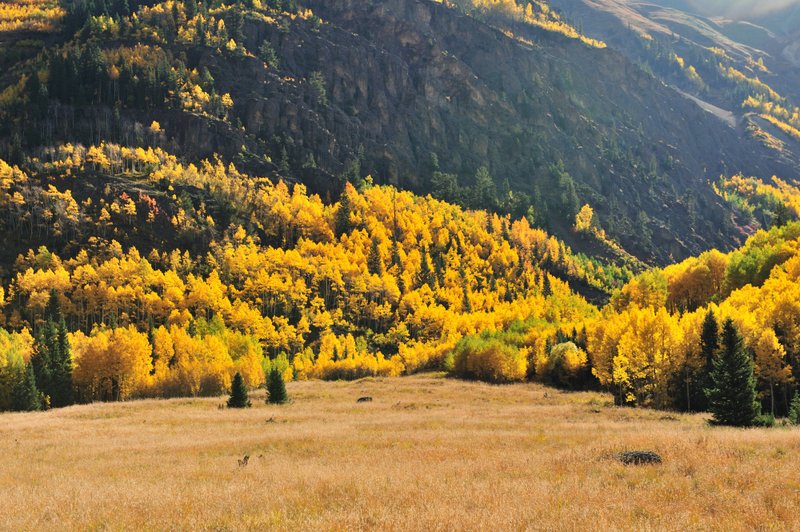 2011ColoradoFoliage550_01.jpg