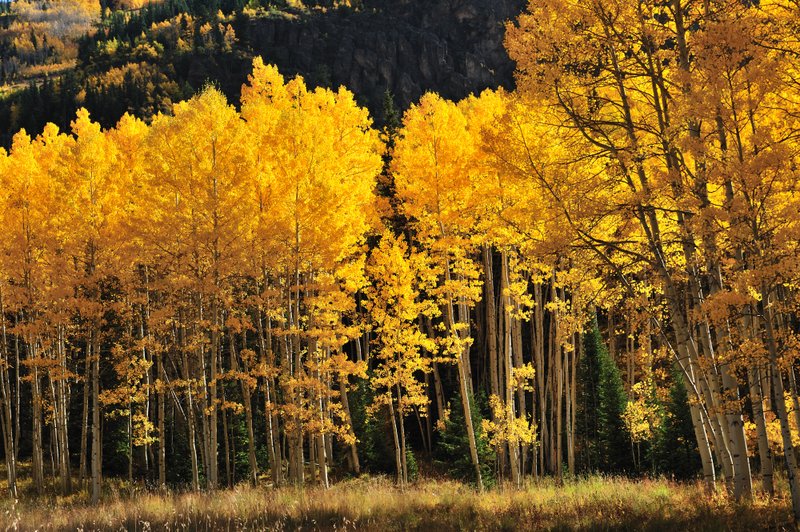 2011ColoradoFoliage596.jpg
