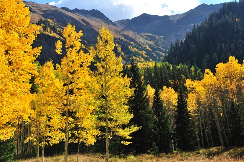 2011ColoradoFoliage609.jpg