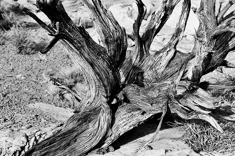 20121024Utah0432 bw ifp3.jpg