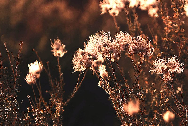 20121024Utah0679A ifp3.jpg