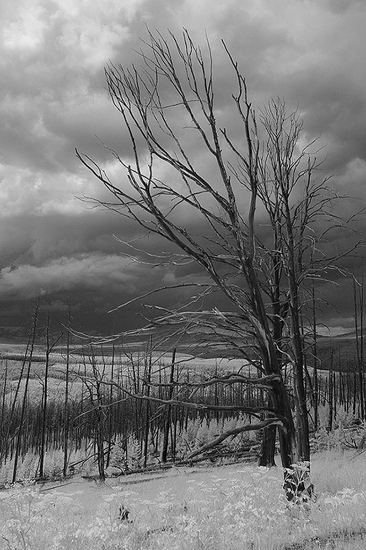 201307MontanaIR-28a ifp3.jpg