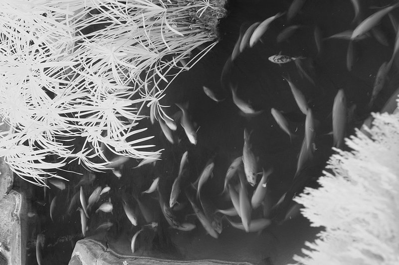 DSC_7900 ifp3.jpg ::                                 