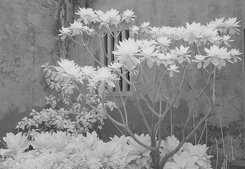 DSC_7904 ifp3.jpg ::                                 