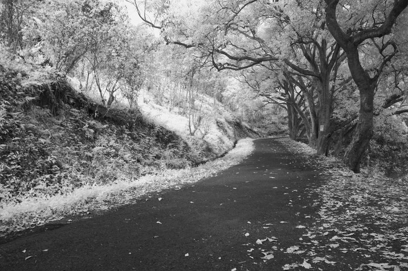 DSC_7936 ifp3.jpg ::                                 