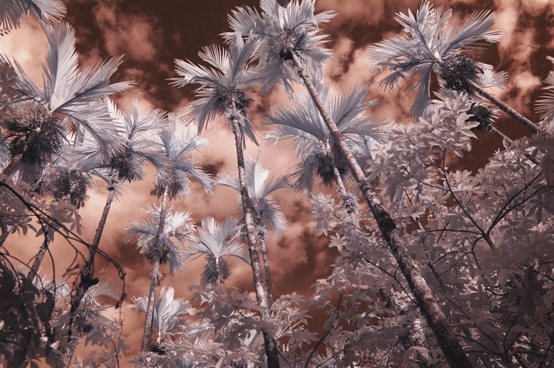 DSC_7967 ifp3.jpg ::                                 