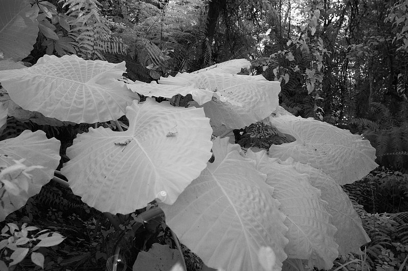 DSC_7980 ifp3.jpg ::                                 