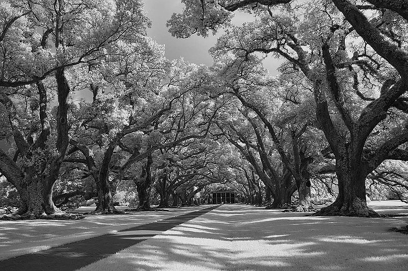20140726.NOLA_IR_030 BW a.jpg