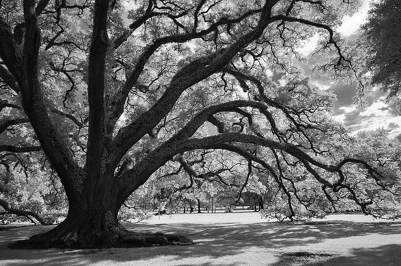20140726.NOLA_IR_034 BW a.jpg