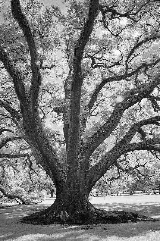 20140726.NOLA_IR_035 BW a.jpg