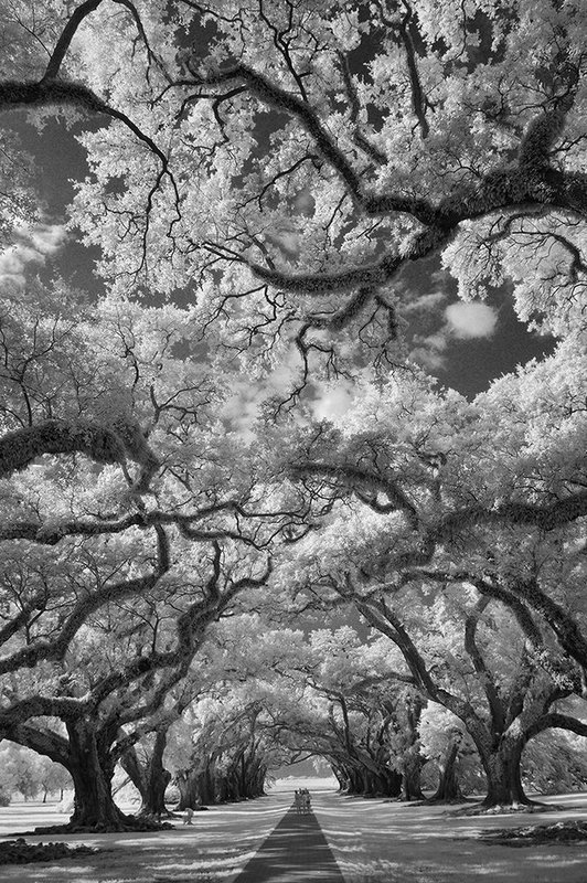 20140726.NOLA_IR_042 BW a.jpg