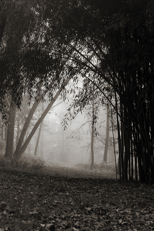 Bamboo Fog.jpg