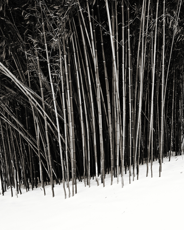 Bamboo Grove Snow Study.jpg